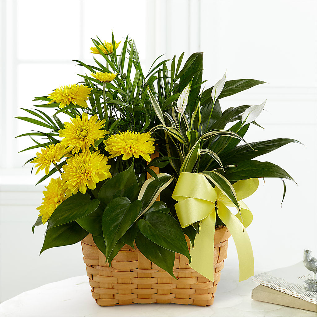 Loving Light Dishgarden – Baldwin Park Florist, Baldwin Park CA