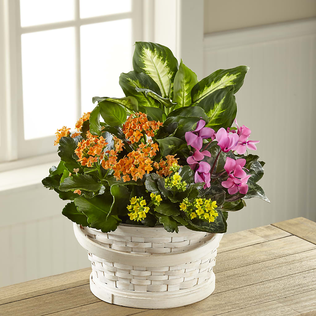 Color Crush Dishgarden – Baldwin Park Florist, Baldwin Park CA