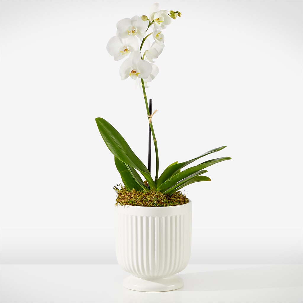 Whispering White Orchid – Baldwin Park Florist, Baldwin Park CA