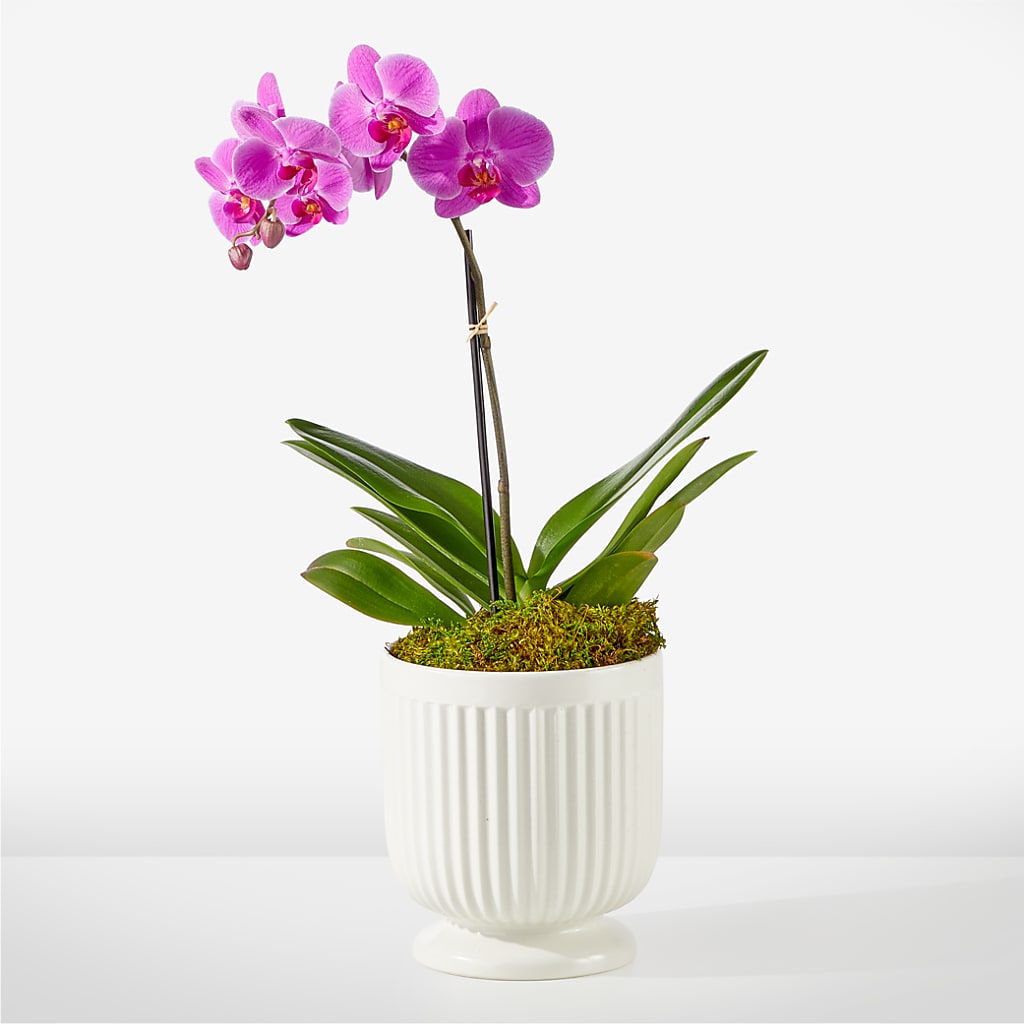Friendly Fuchsia Orchid – Baldwin Park Florist, Baldwin Park CA