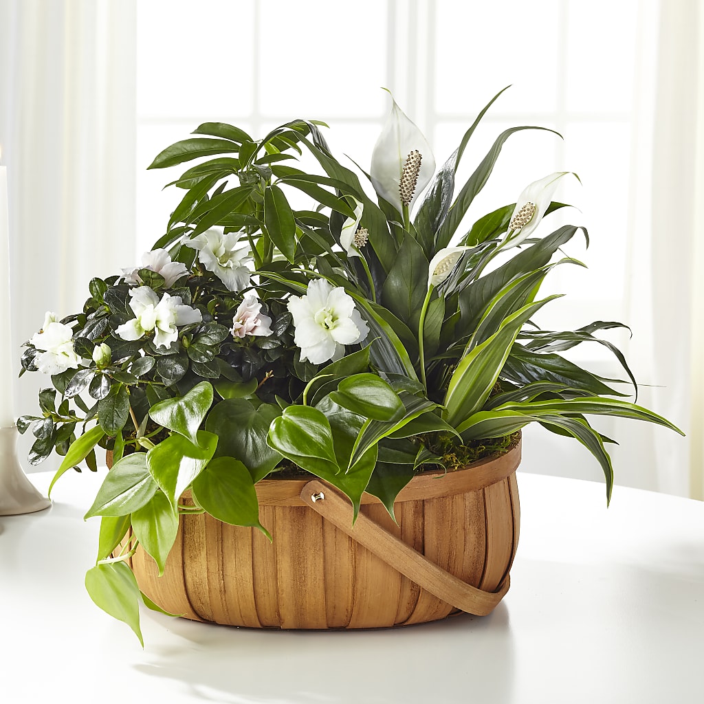 Serene Dishgarden – Baldwin Park Florist, Baldwin Park CA