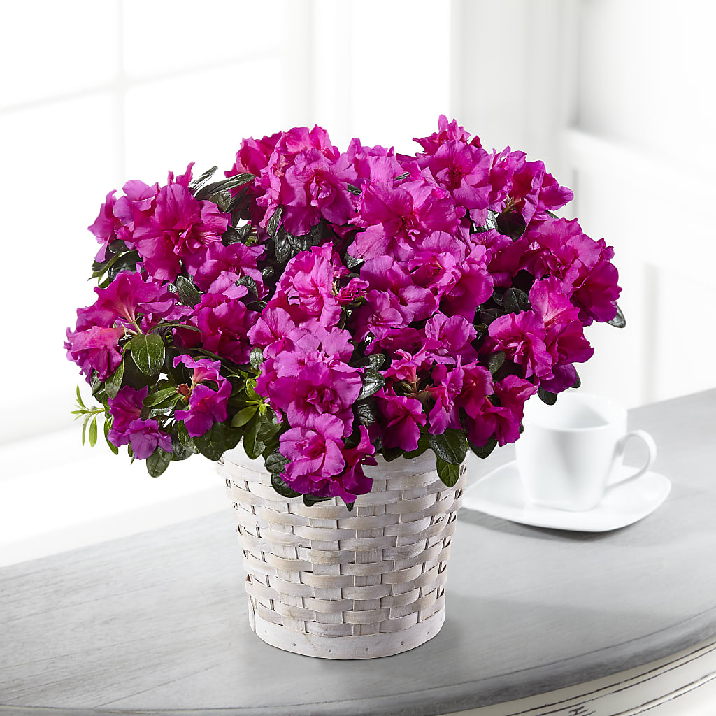 Hope & Serenity Azalea Plant – Baldwin Park Florist, Baldwin Park CA