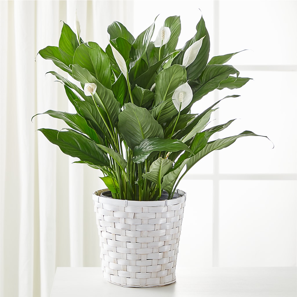 A New Leaf Peace Lily – Baldwin Park Florist, Baldwin Park CA
