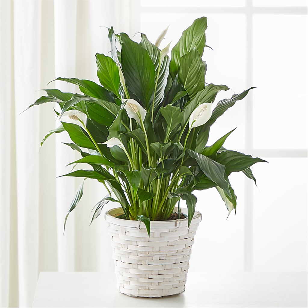 A New Leaf Peace Lily – Baldwin Park Florist, Baldwin Park CA