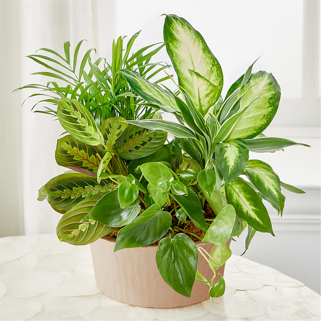 Balance & Harmony Dishgarden – Baldwin Park Florist, Baldwin Park CA