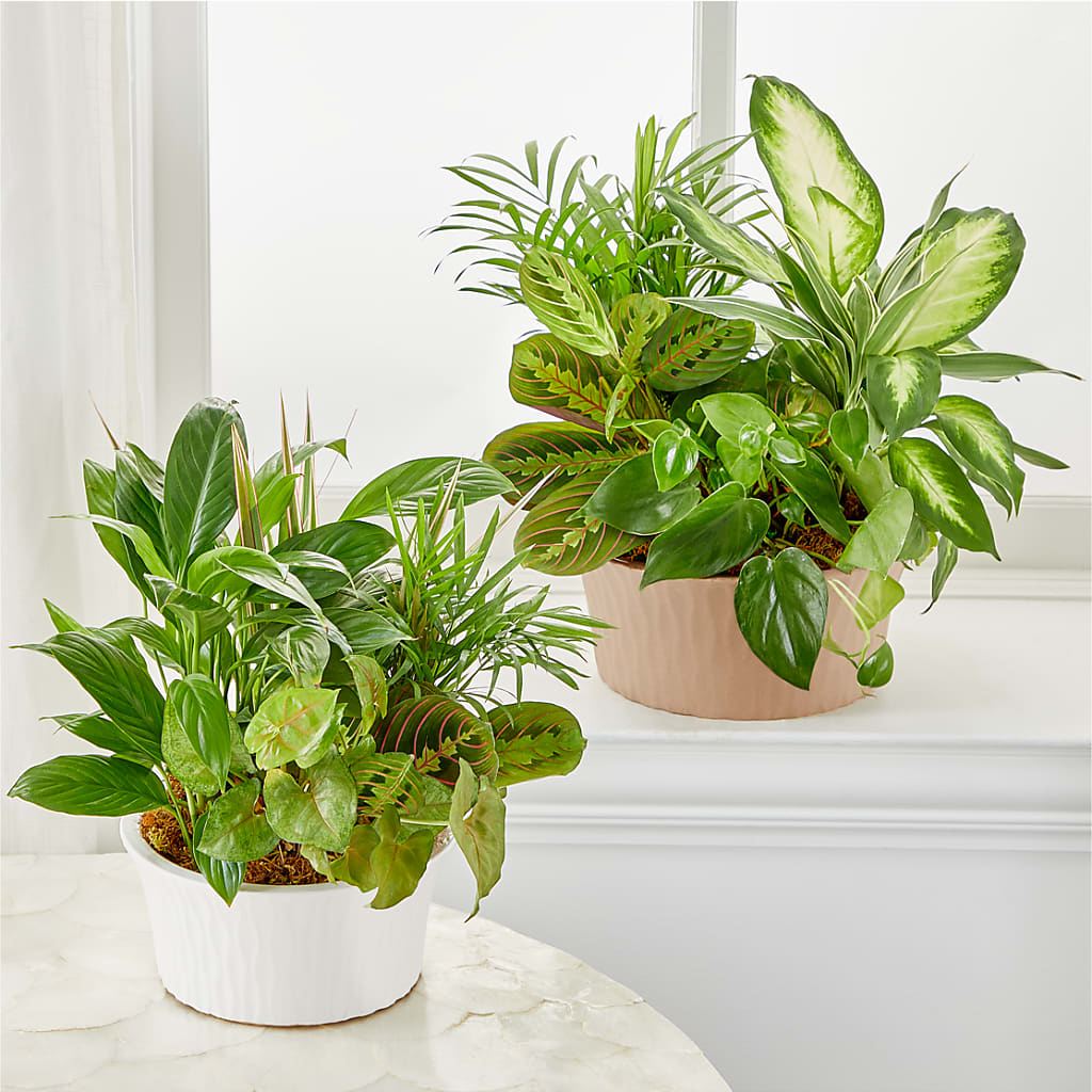 Balance & Harmony Dishgarden – Baldwin Park Florist, Baldwin Park CA