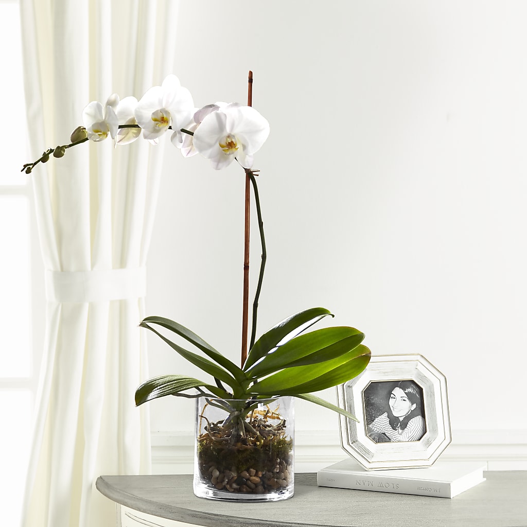 White Orchid Planter – Baldwin Park Florist, Baldwin Park CA