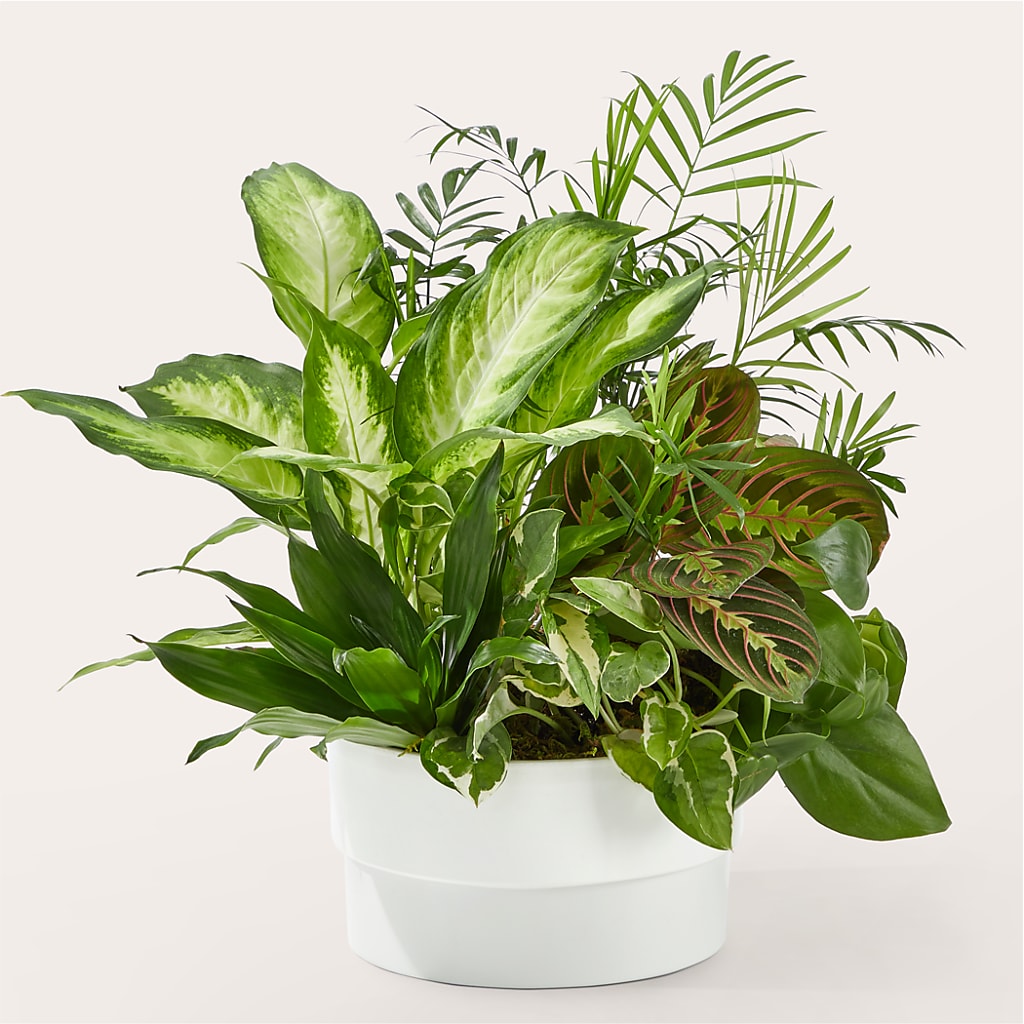 Radiating Positivity Dishgarden – Baldwin Park Florist, Baldwin Park CA