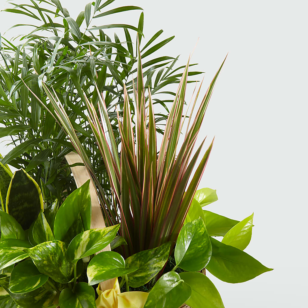 French Garden –  Baldwin Park Florist, Baldwin Park CA
