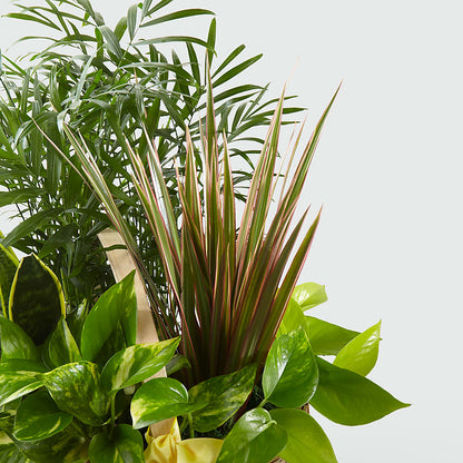 French Garden –  Baldwin Park Florist, Baldwin Park CA