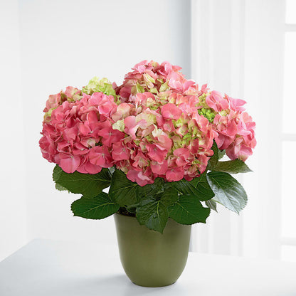 Pink Hydrangea Planter –  Baldwin Park Florist, Baldwin Park CA