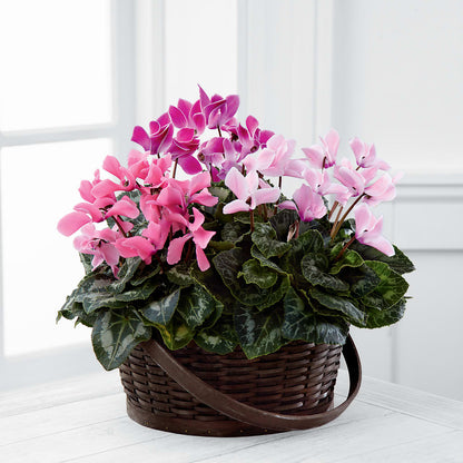Mixed Cyclamen Planter –  Baldwin Park Florist, Baldwin Park CA