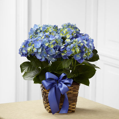 Blue Hydrangea Planter –  Baldwin Park Florist, Baldwin Park CA