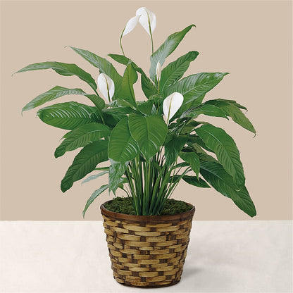 Tranquil Moments Peace Lily Plant –  Baldwin Park Florist, Baldwin Park CA