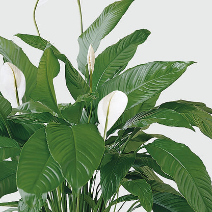 Tranquil Moments Peace Lily Plant –  Baldwin Park Florist, Baldwin Park CA