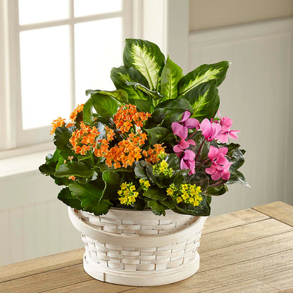 Color Crush Dishgarden –  Baldwin Park Florist, Baldwin Park CA