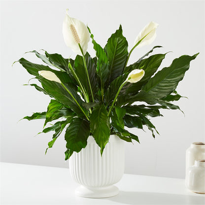 Comfort Planter –  Baldwin Park Florist, Baldwin Park CA