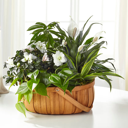 Serene Dishgarden –  Baldwin Park Florist, Baldwin Park CA
