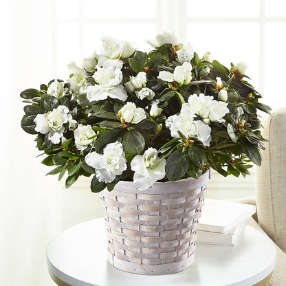 White Azalea Plant –  Baldwin Park Florist, Baldwin Park CA