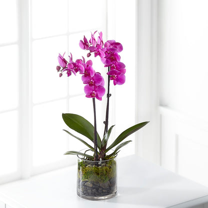 Pink Orchid Plant –  Baldwin Park Florist, Baldwin Park CA