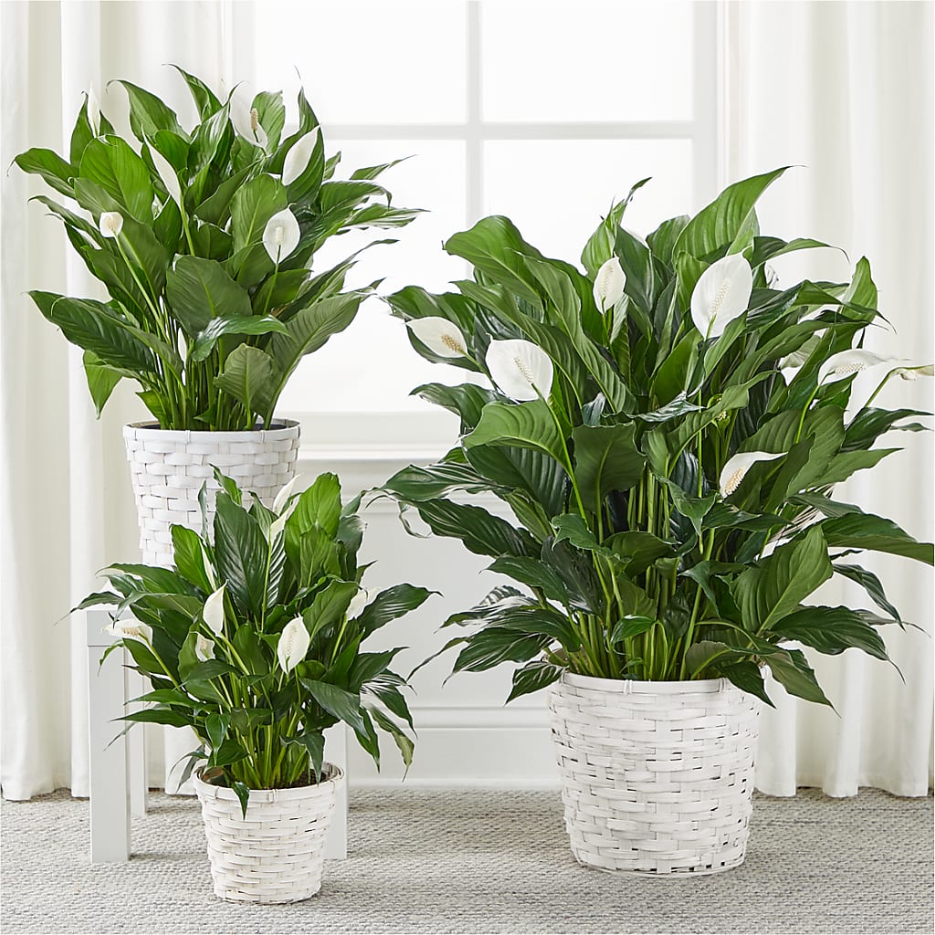 A New Leaf Peace Lily –  Baldwin Park Florist, Baldwin Park CA