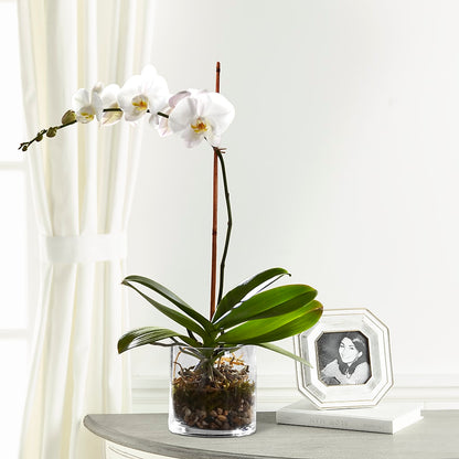 White Orchid Planter –  Baldwin Park Florist, Baldwin Park CA